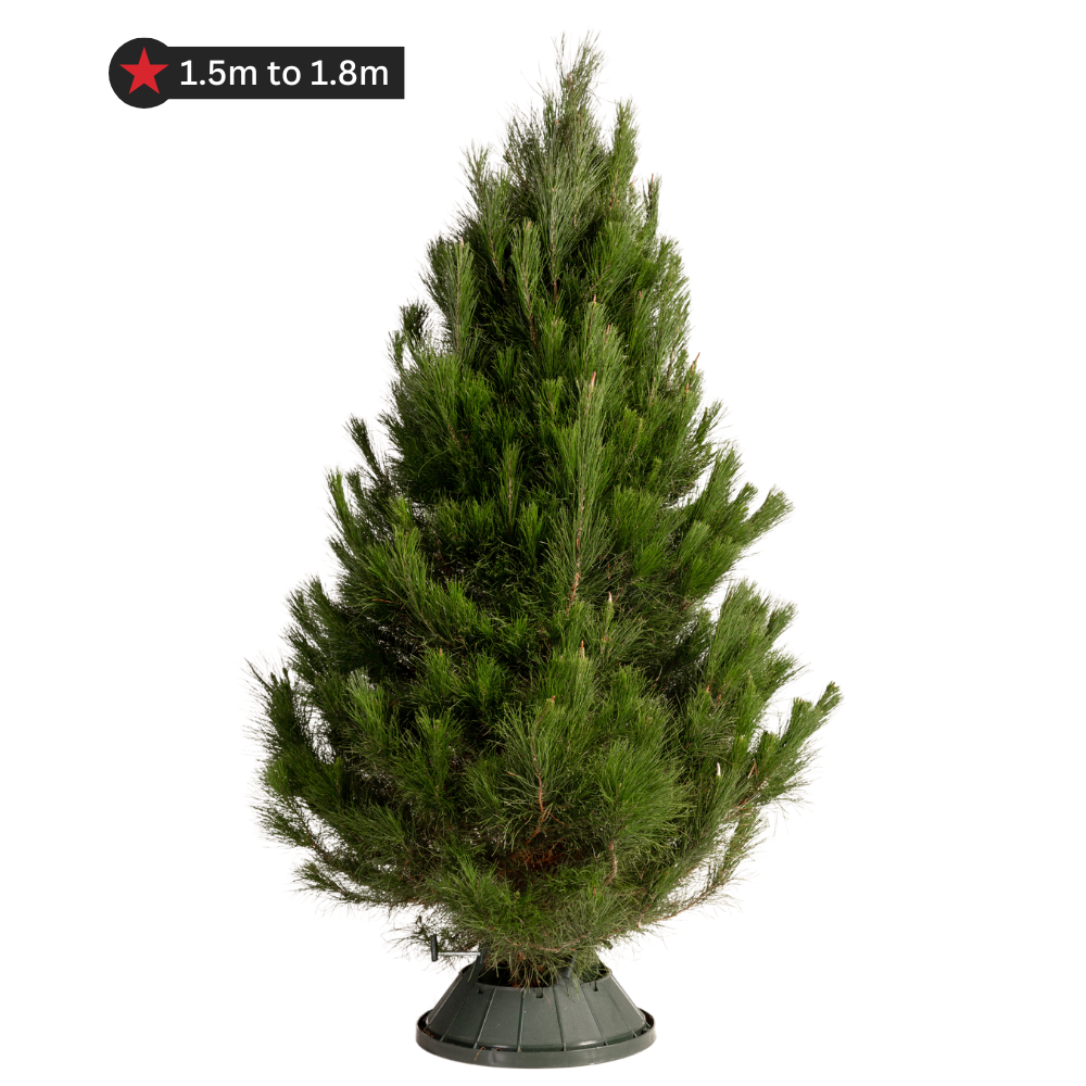 Real Pine Christmas Tree - Small