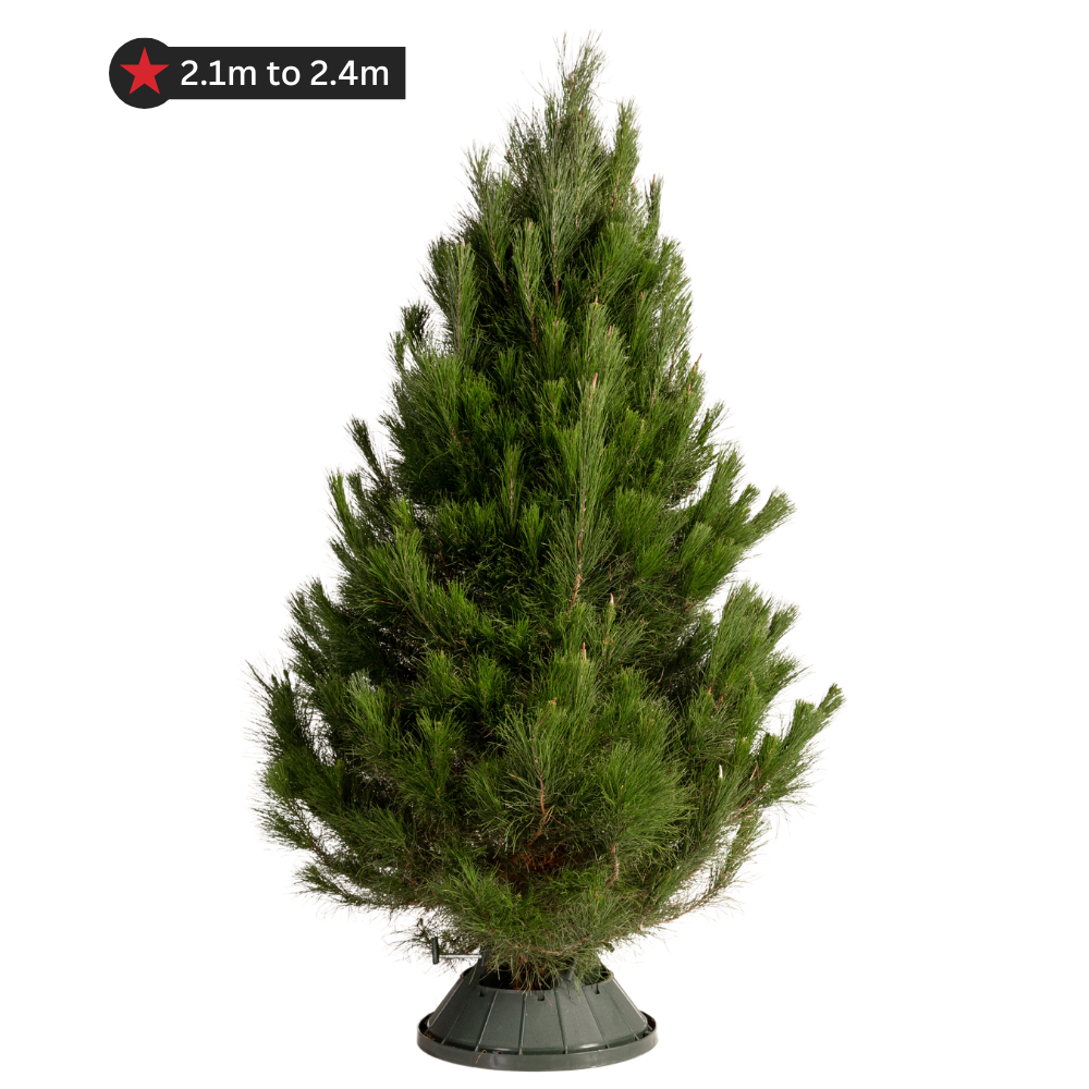 Real Pine Christmas Tree - Large