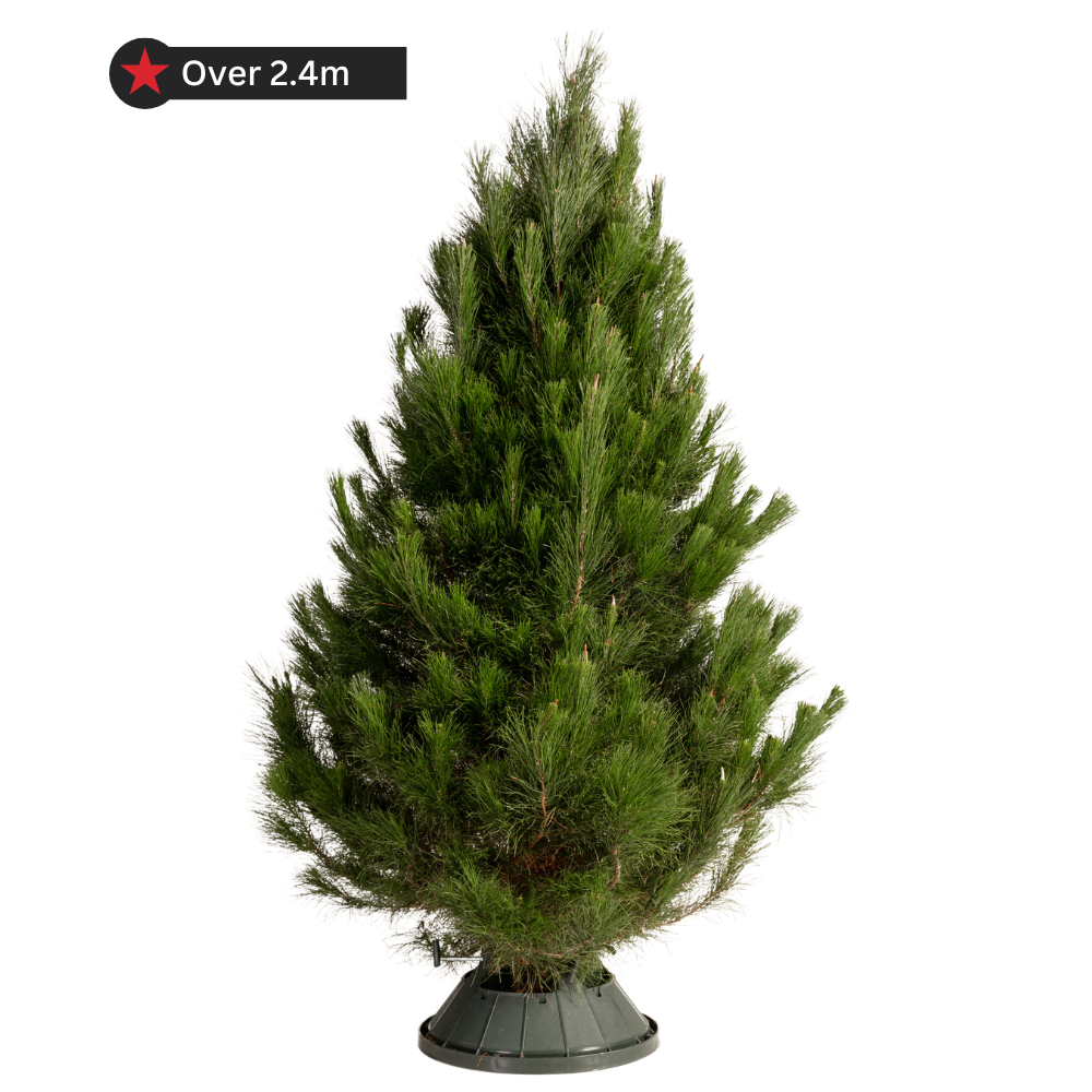 Real Pine Christmas Tree - X-Large