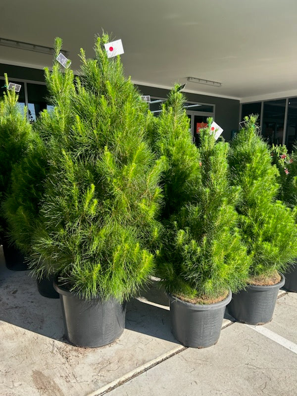 Potted Monterey Pine