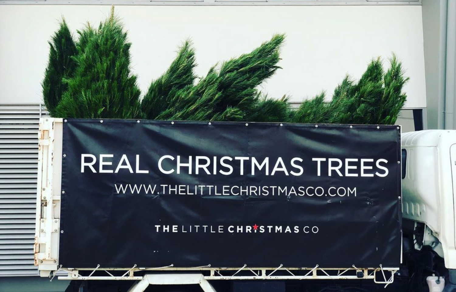 Real Christmas Trees in Brisbane The Little Christmas Co