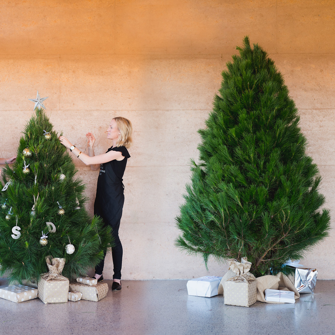 Real Pine Christmas Tree - X-Large. SOLD OUT ONLINE AND IN STORE!