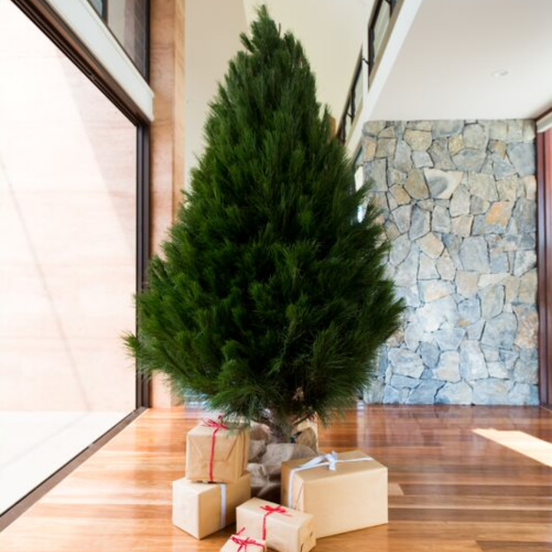 Real Pine Christmas Tree - Medium