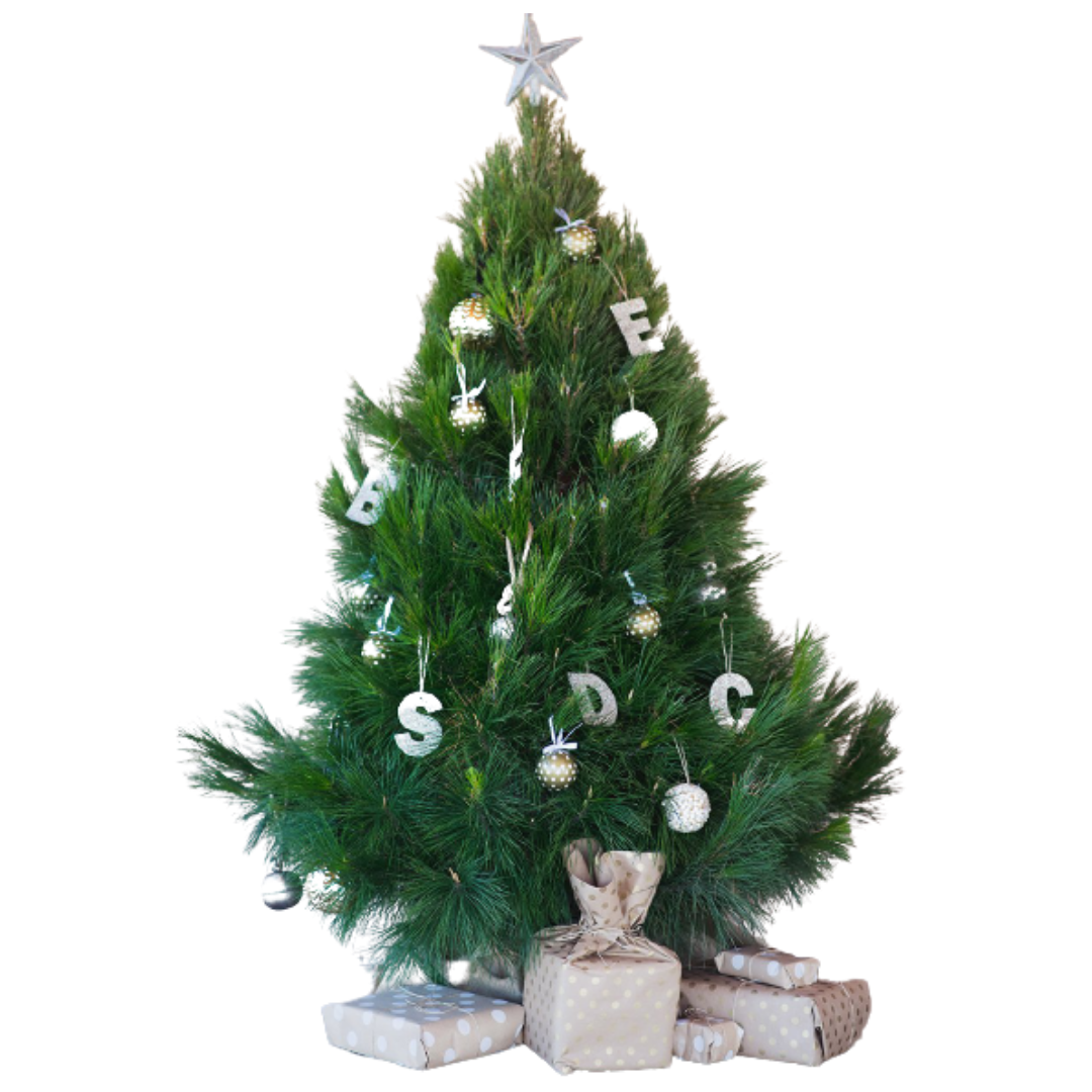 Real Pine Christmas Tree - Small
