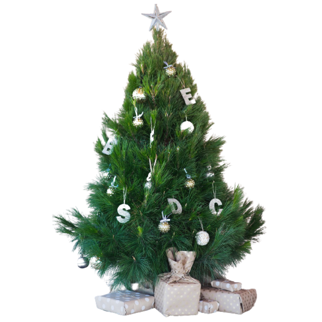 Real Pine Christmas Tree - X-Large. SOLD OUT ONLINE AND IN STORE!