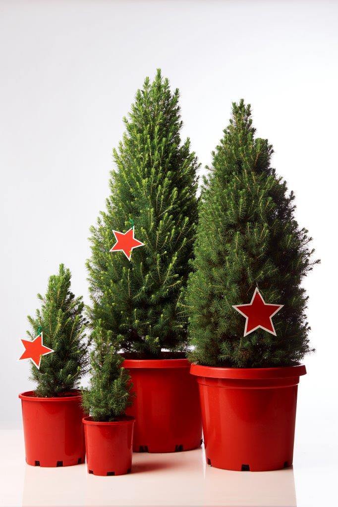 Potted Christmas Tree (Christmas Star)